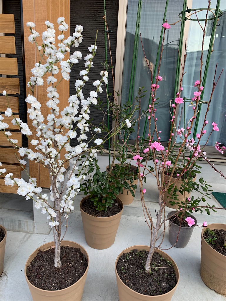 f:id:sakana78:20200412184408j:image