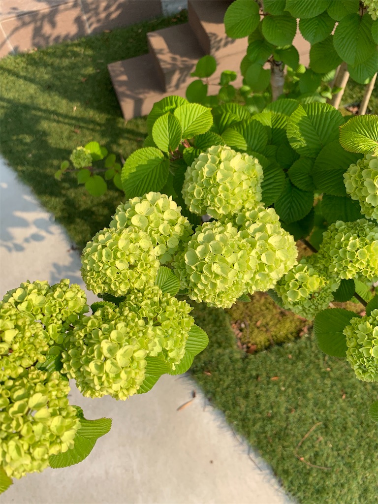 f:id:sakana78:20200417173051j:image