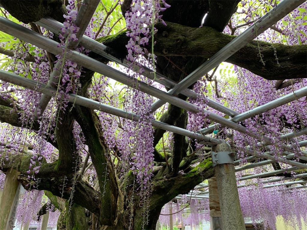 f:id:sakana78:20200510214556j:image f:id:sakana78:20200510214556j:image