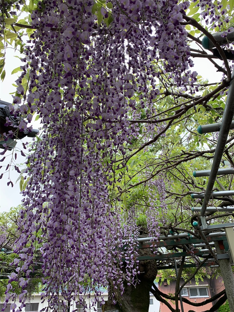 f:id:sakana78:20200510214621j:image f:id:sakana78:20200510214621j:image