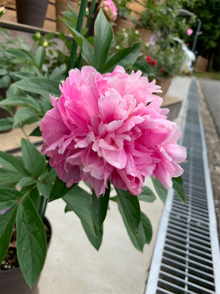 f:id:sakana78:20200519192333j:image
