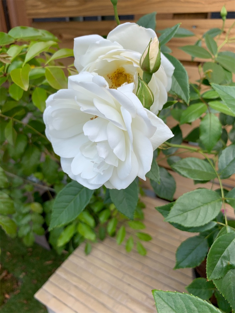 f:id:sakana78:20200528214007j:image