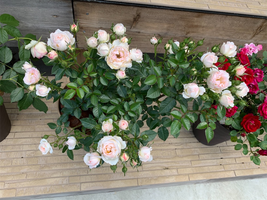 f:id:sakana78:20200528214123j:image