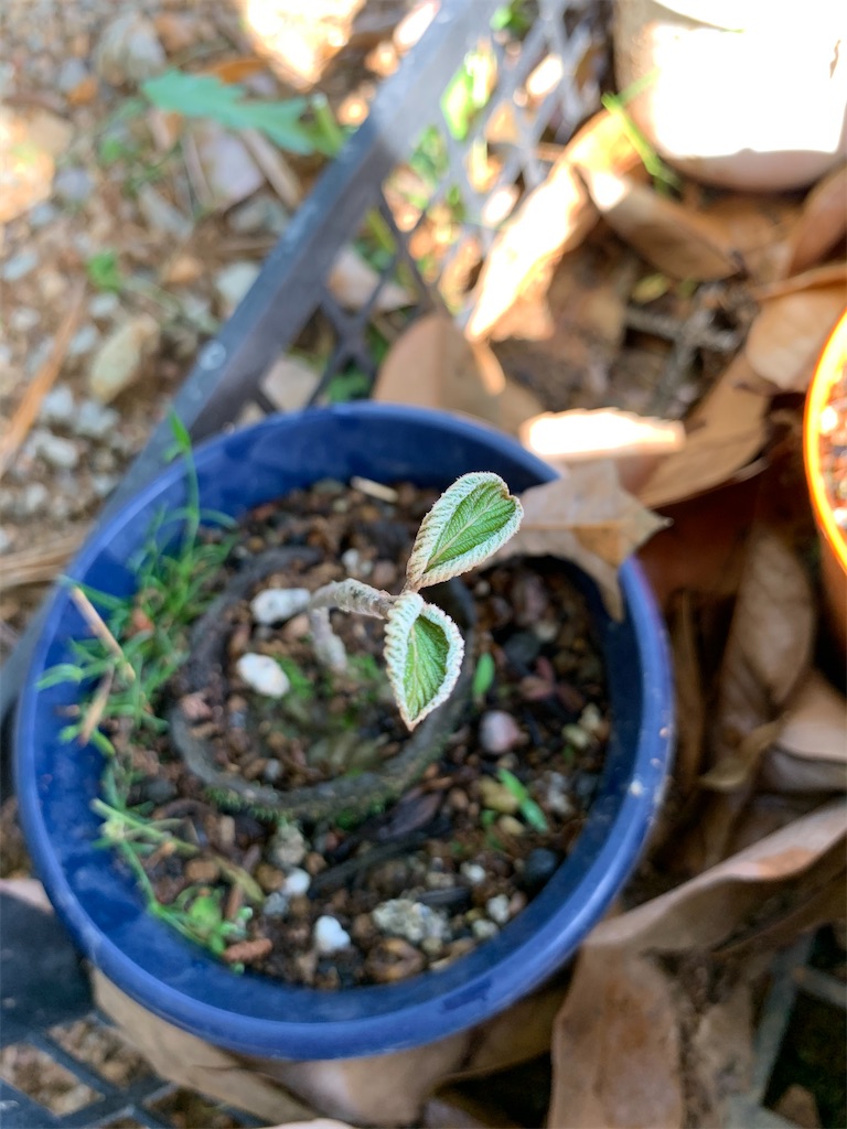 f:id:sakana78:20200529220744j:image