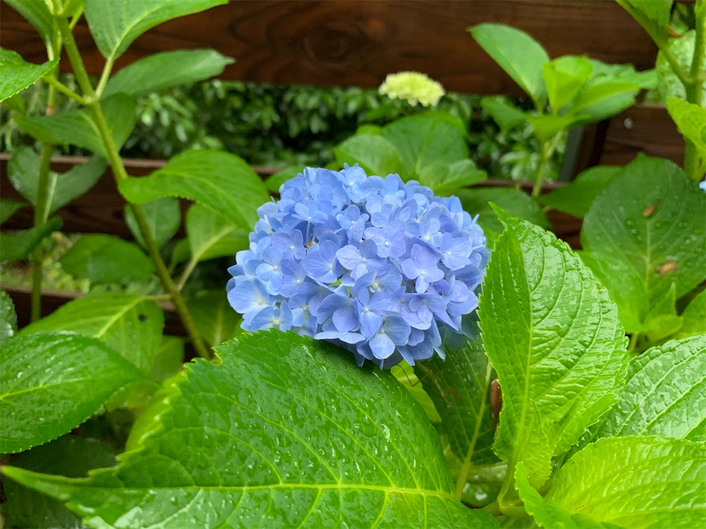 f:id:sakana78:20200613195845j:image