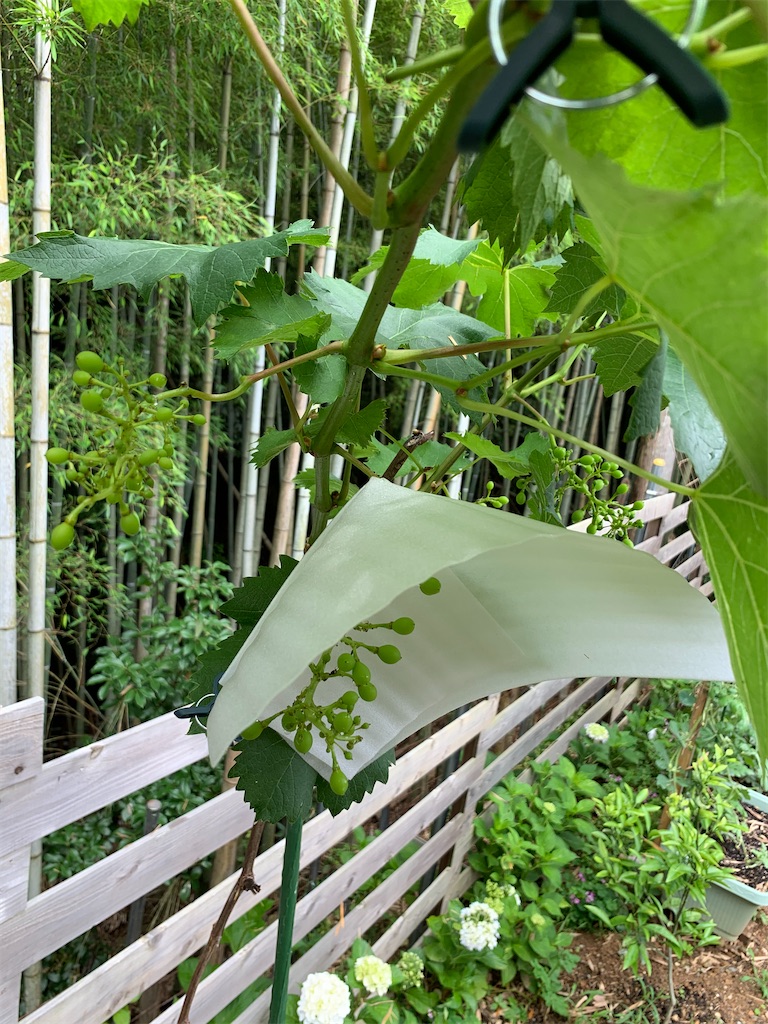 f:id:sakana78:20200618211051j:image