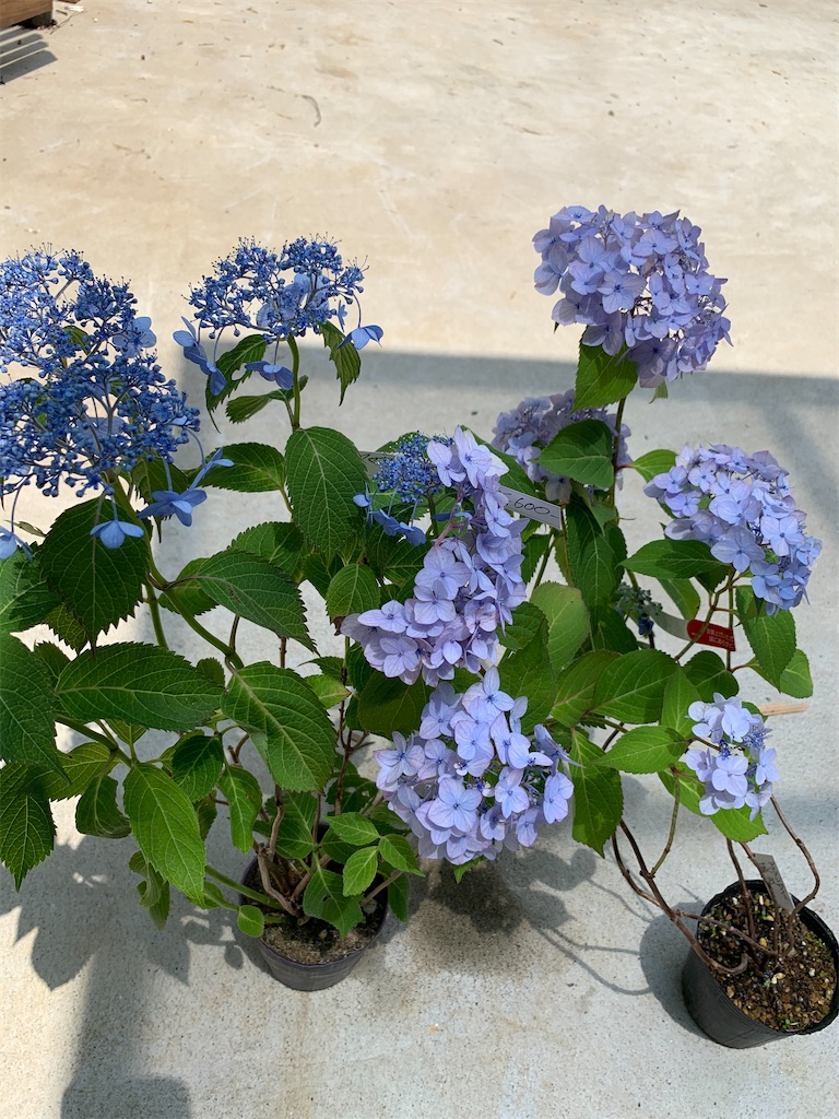 f:id:sakana78:20200625190608j:image
