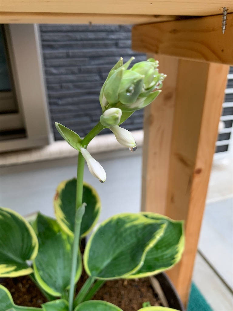 f:id:sakana78:20200709212816j:image