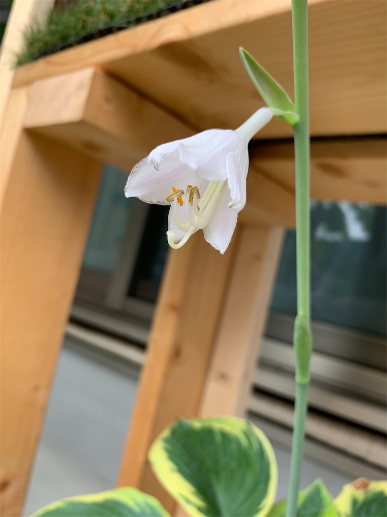 f:id:sakana78:20200714221613j:image