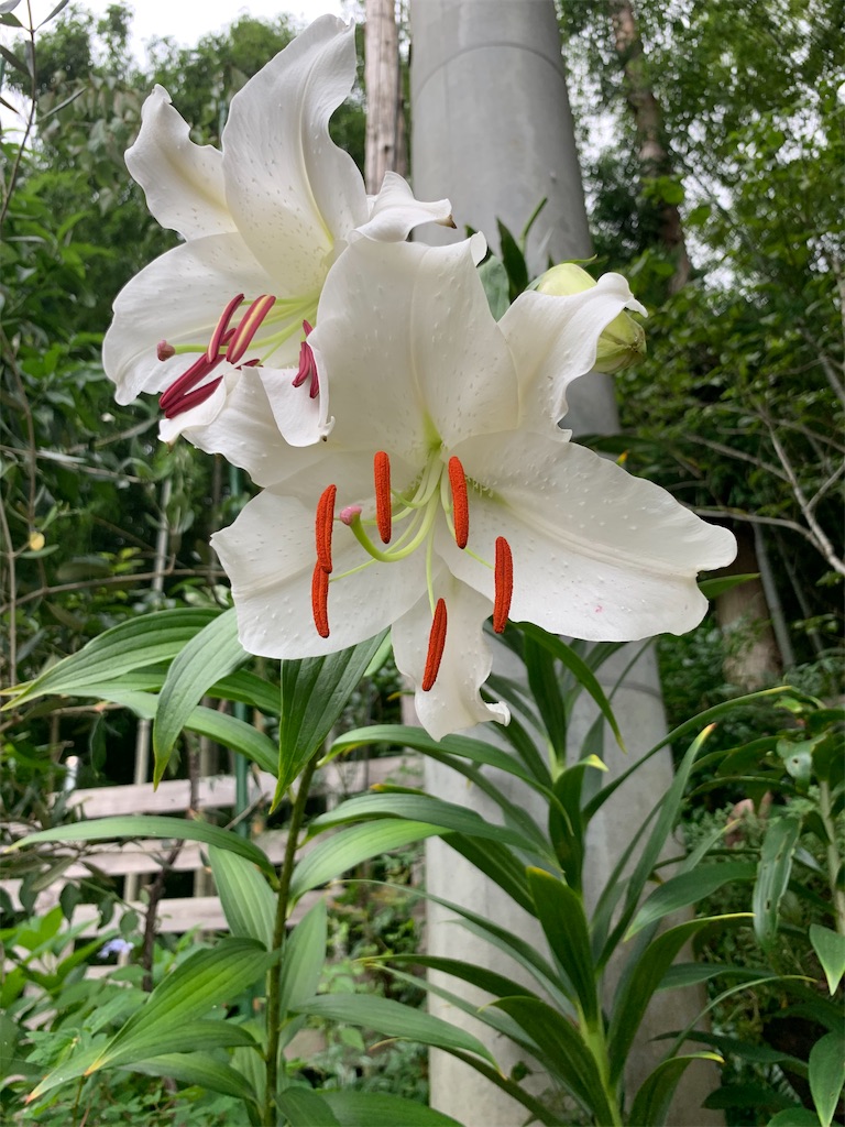 f:id:sakana78:20200731224536j:image f:id:sakana78:20200731224536j:image