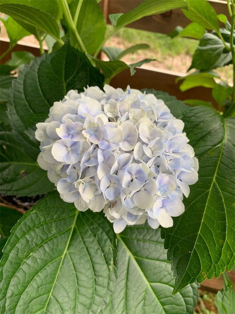 f:id:sakana78:20200815155833j:image