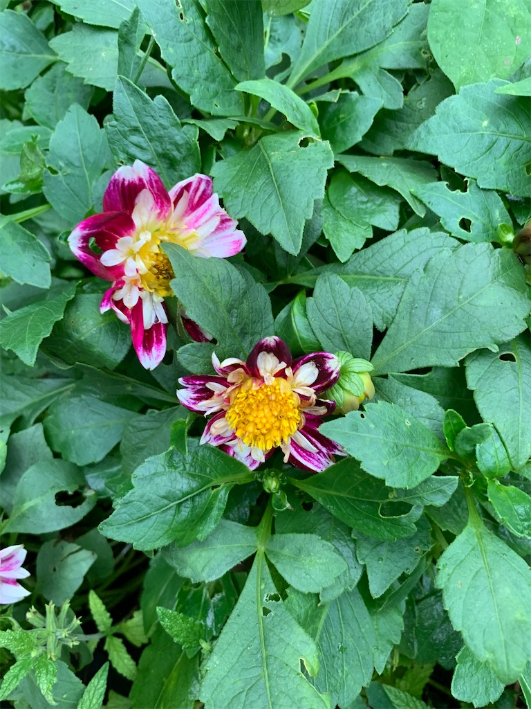 f:id:sakana78:20200920220511j:image f:id:sakana78:20200920220511j:image