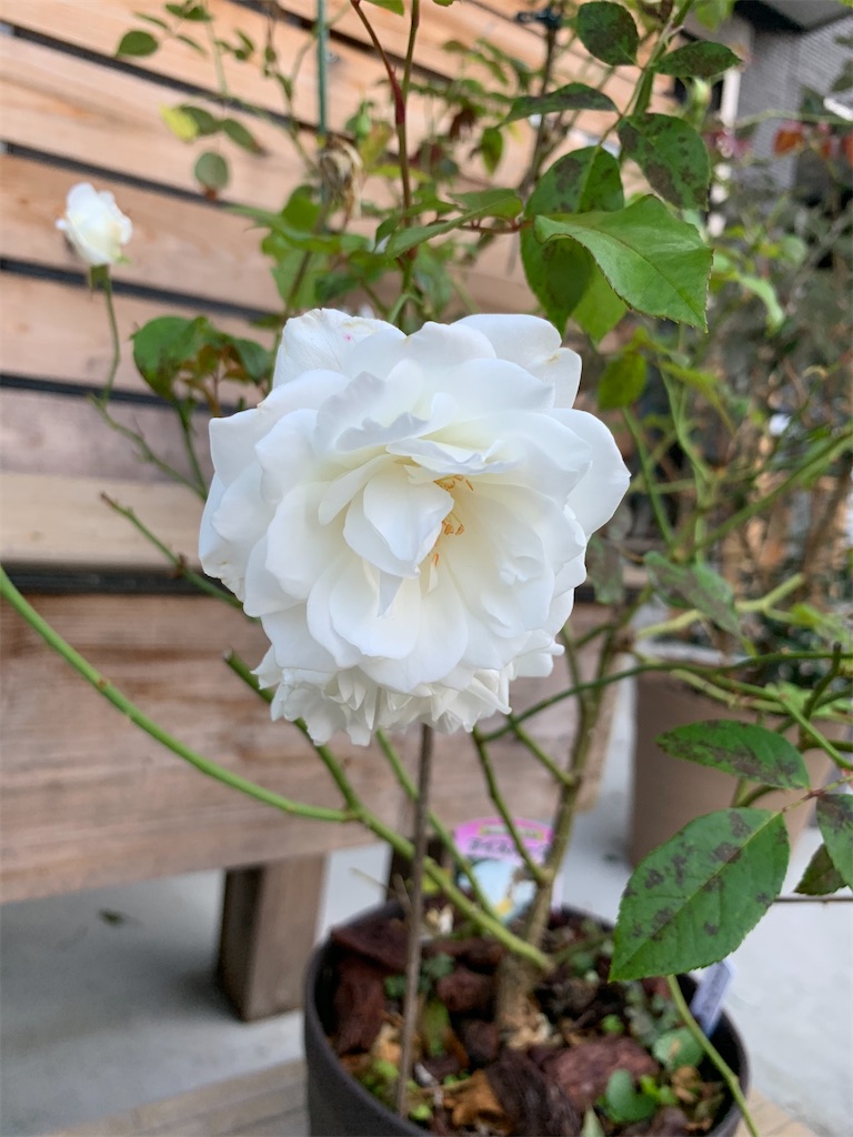 f:id:sakana78:20201020212857j:image