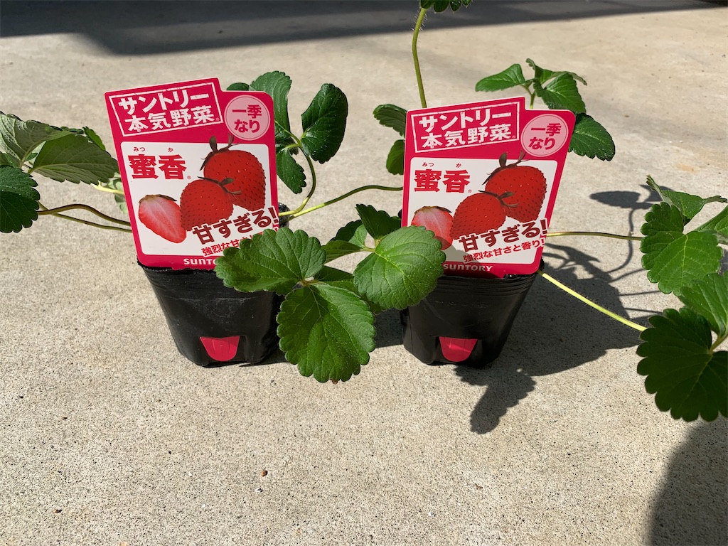 f:id:sakana78:20201103194907j:image