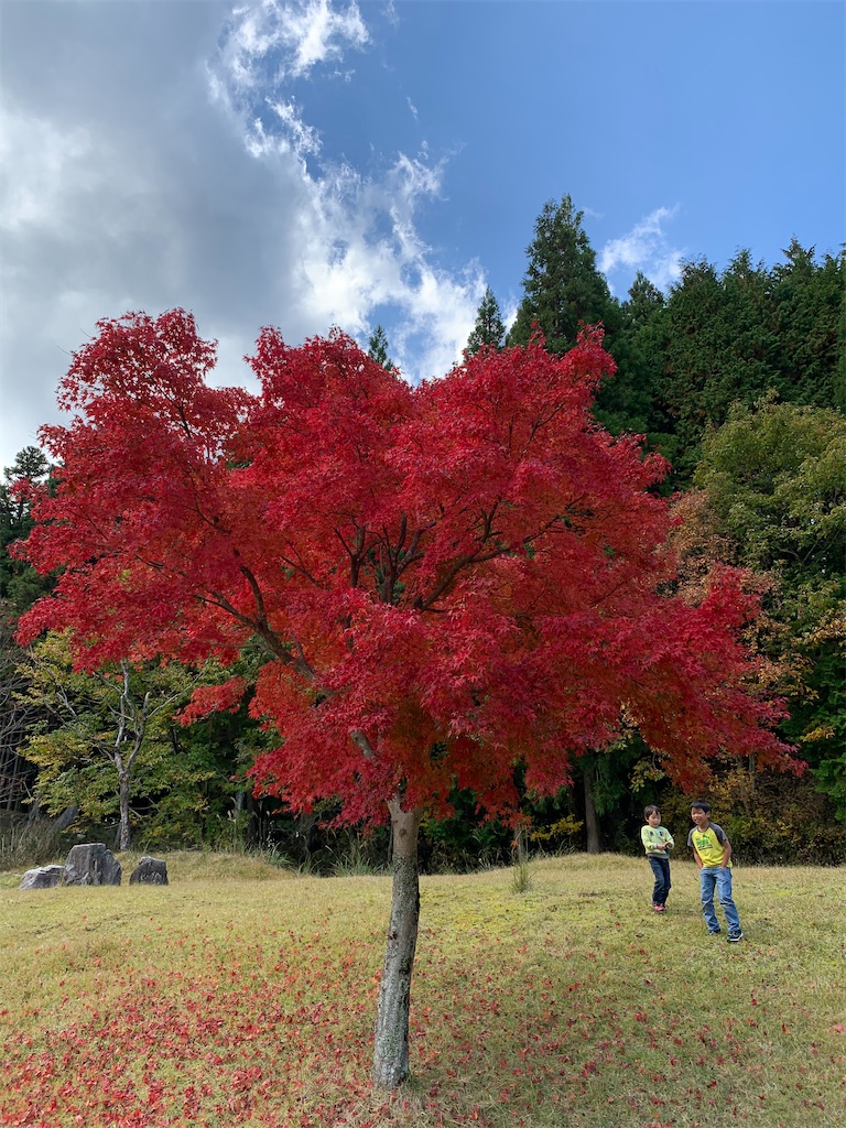 f:id:sakana78:20201112065004j:image f:id:sakana78:20201112065004j:image