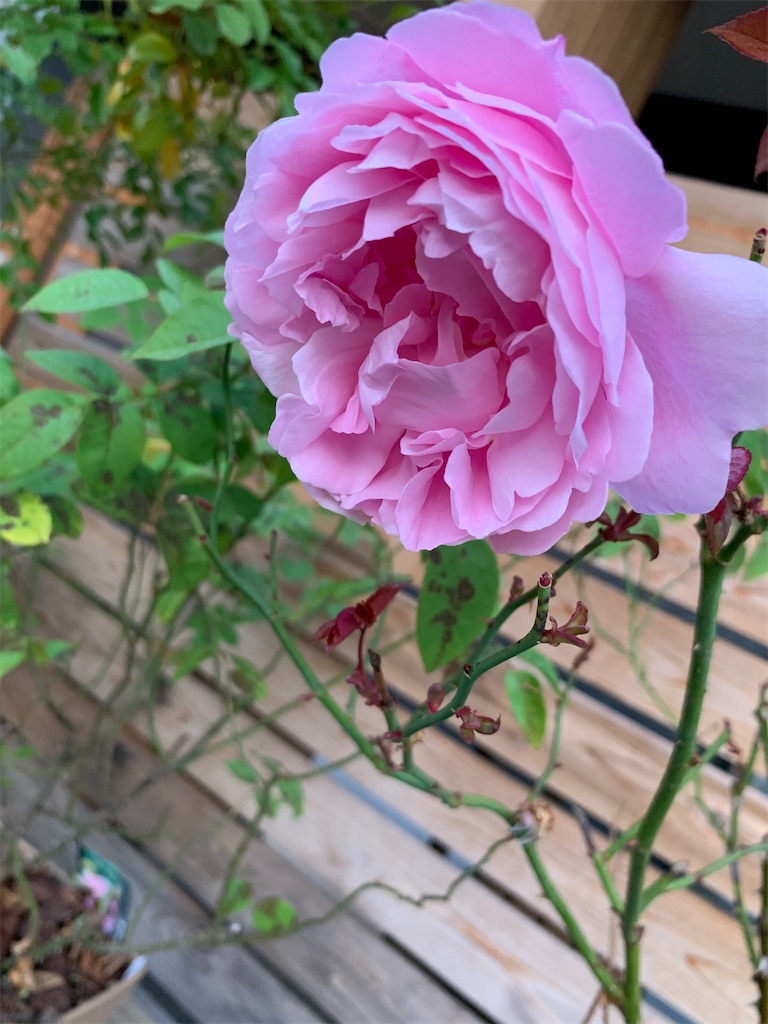 f:id:sakana78:20201117212103j:image