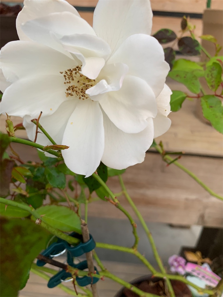 f:id:sakana78:20201117212112j:image