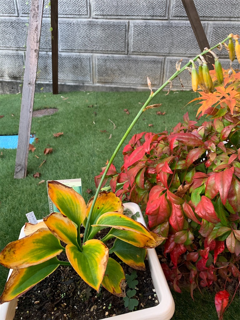 f:id:sakana78:20201119214135j:image