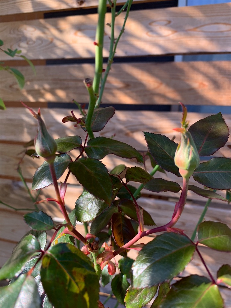 f:id:sakana78:20201123203942j:image