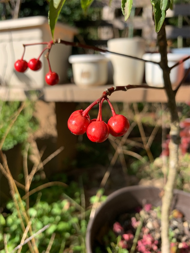f:id:sakana78:20201124204545j:image