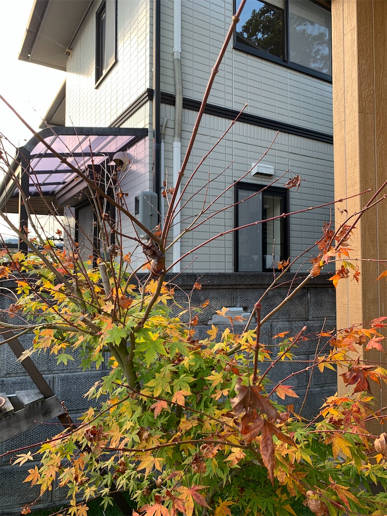 f:id:sakana78:20201125205423j:image f:id:sakana78:20201125205423j:image