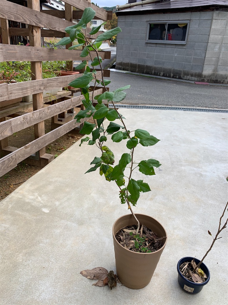 f:id:sakana78:20201126203621j:image