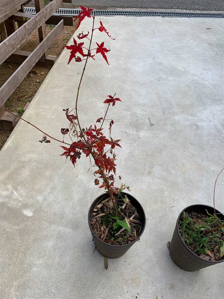 f:id:sakana78:20201127222833j:image