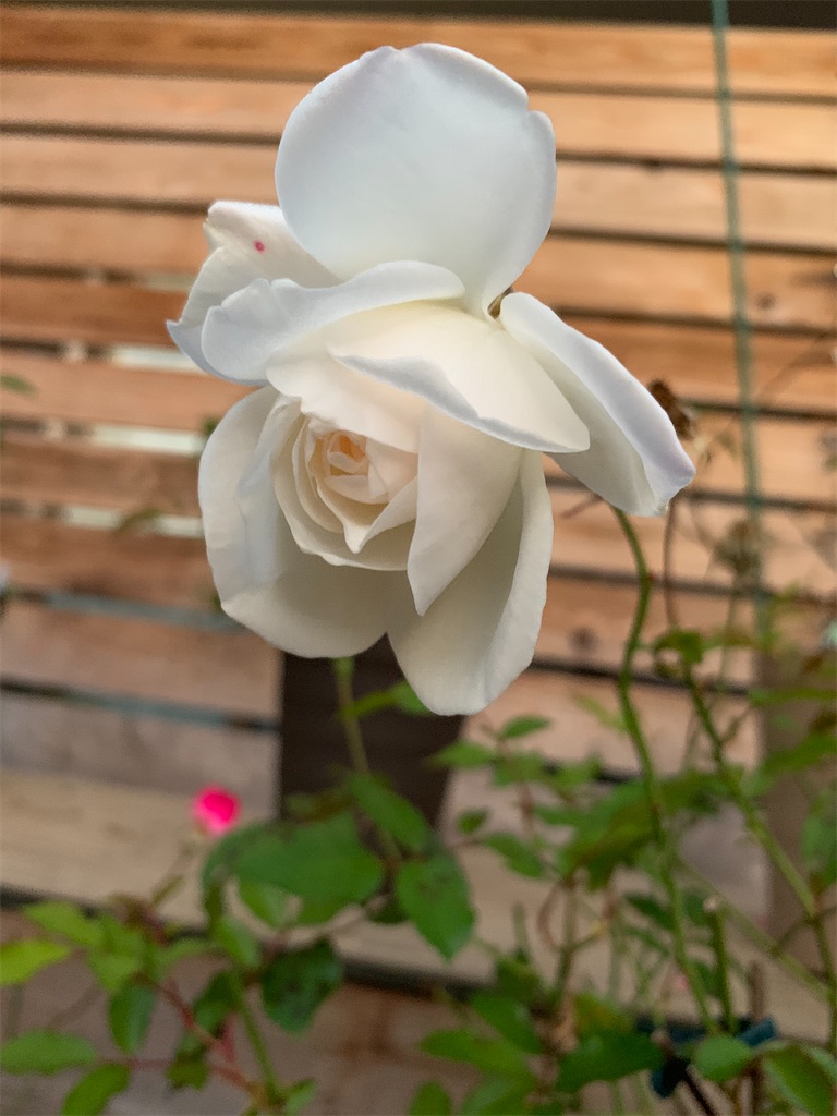 f:id:sakana78:20201209214538j:image