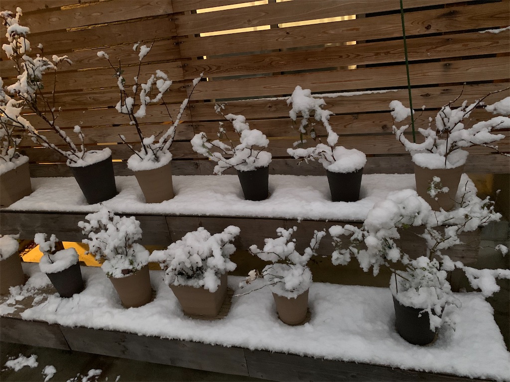 f:id:sakana78:20201217212716j:image