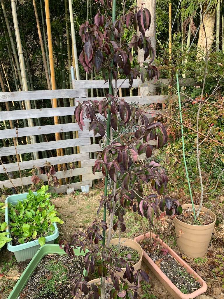 f:id:sakana78:20201220193239j:image