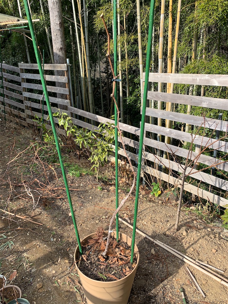 f:id:sakana78:20210118220414j:image
