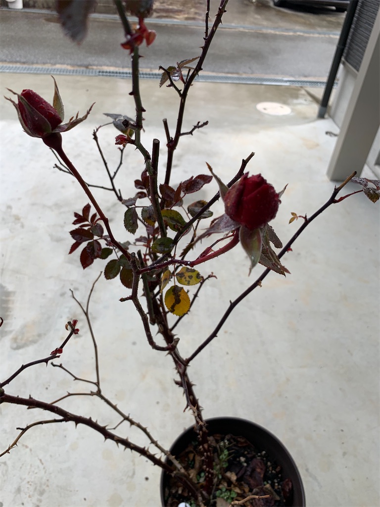f:id:sakana78:20210126224907j:image