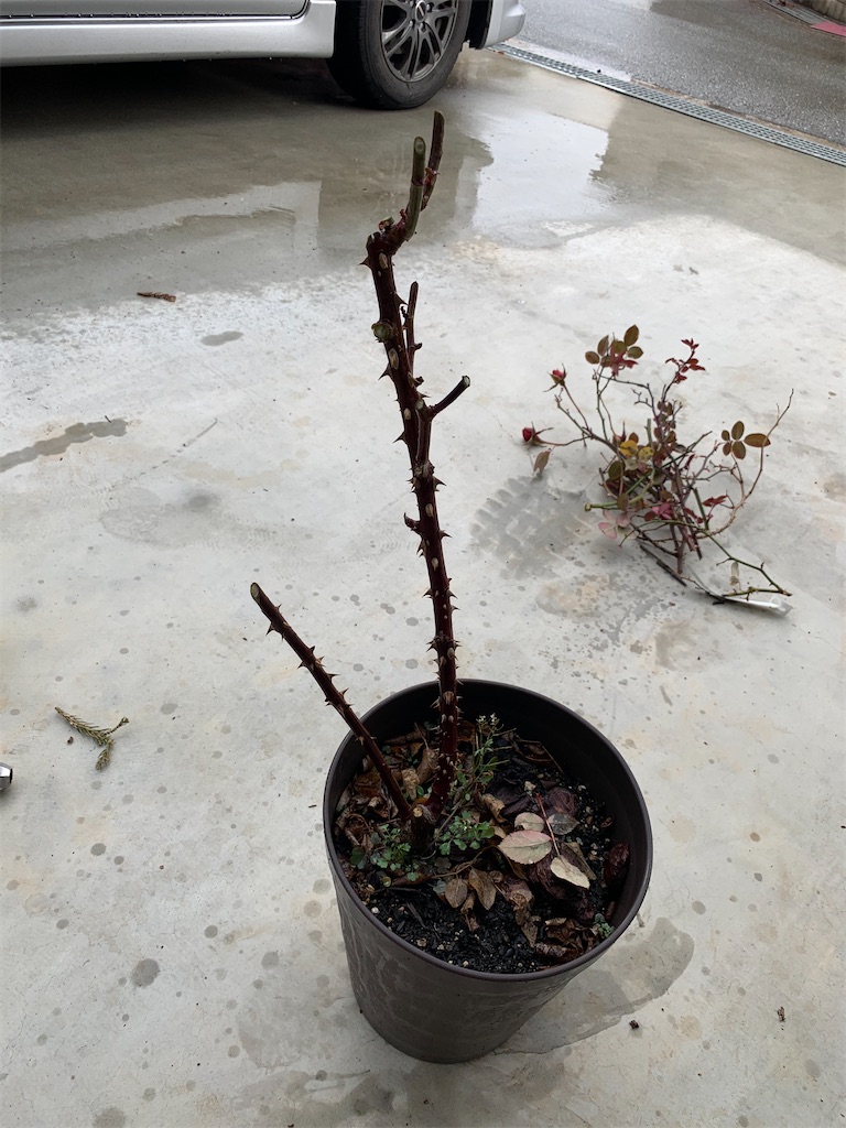 f:id:sakana78:20210126224939j:image