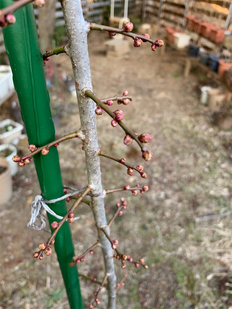 f:id:sakana78:20210202203322j:image