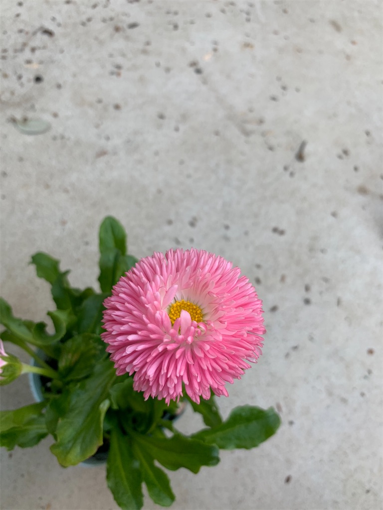 f:id:sakana78:20210204221216j:image