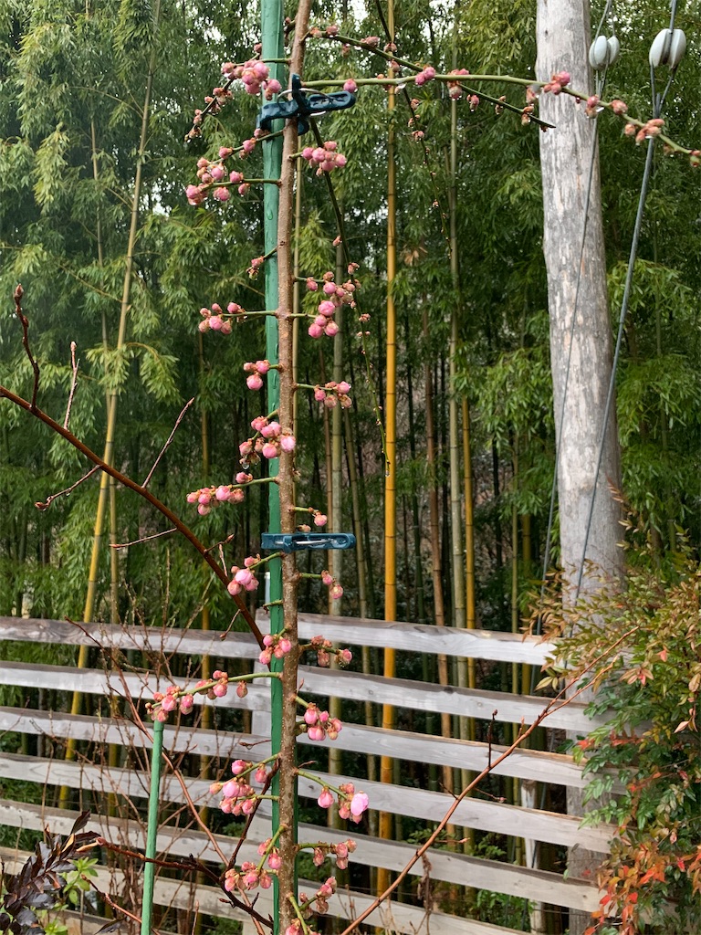 f:id:sakana78:20210305213044j:image