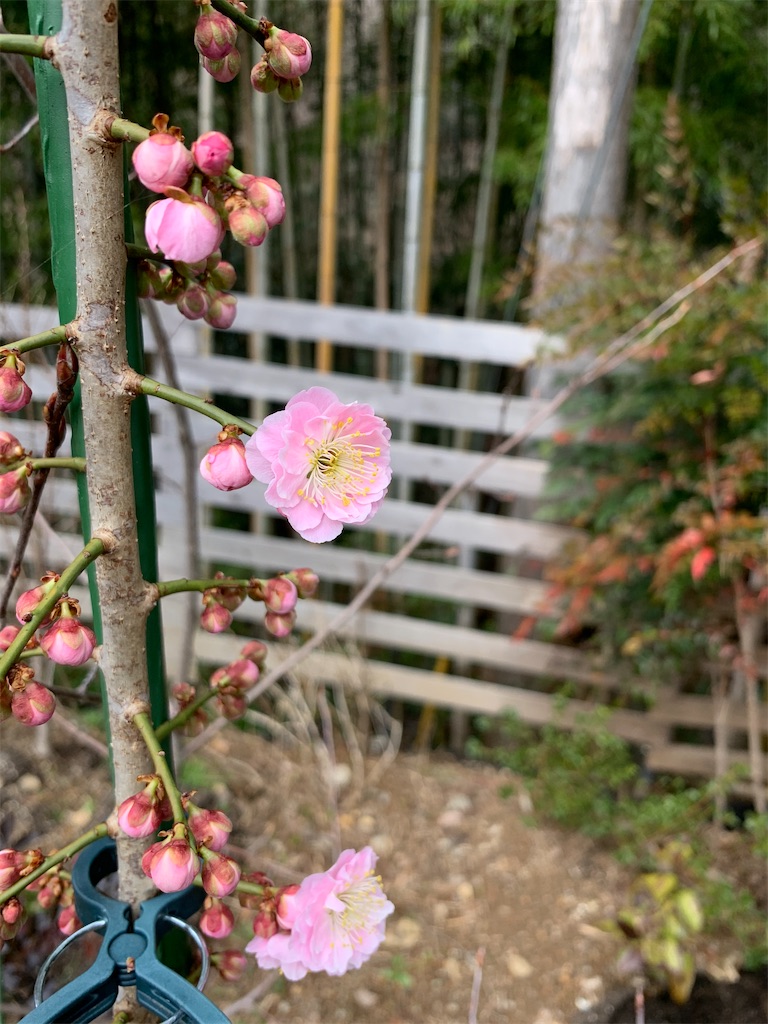 f:id:sakana78:20210311215440j:image