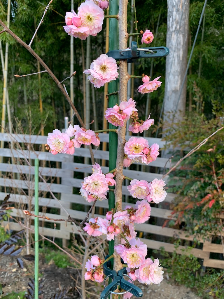 f:id:sakana78:20210311215509j:image