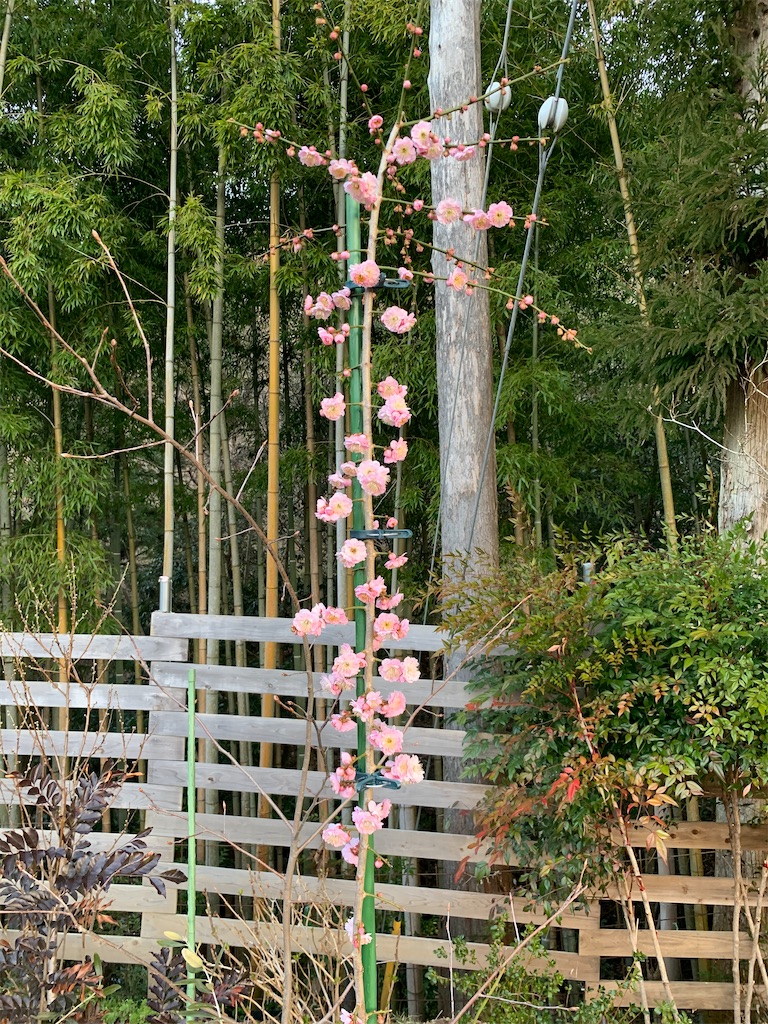 f:id:sakana78:20210311215513j:image