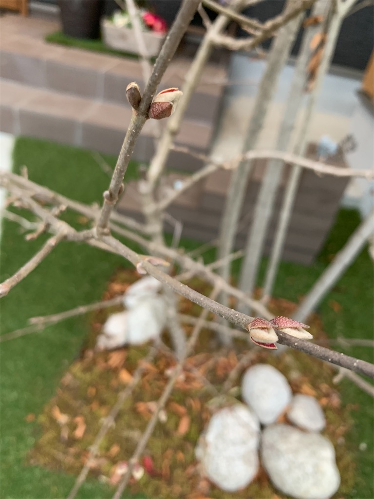 f:id:sakana78:20210313074438j:image