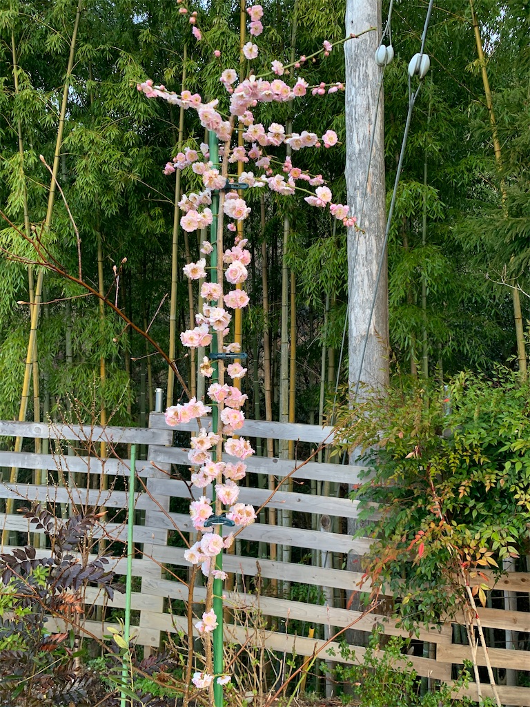 f:id:sakana78:20210321205447j:image