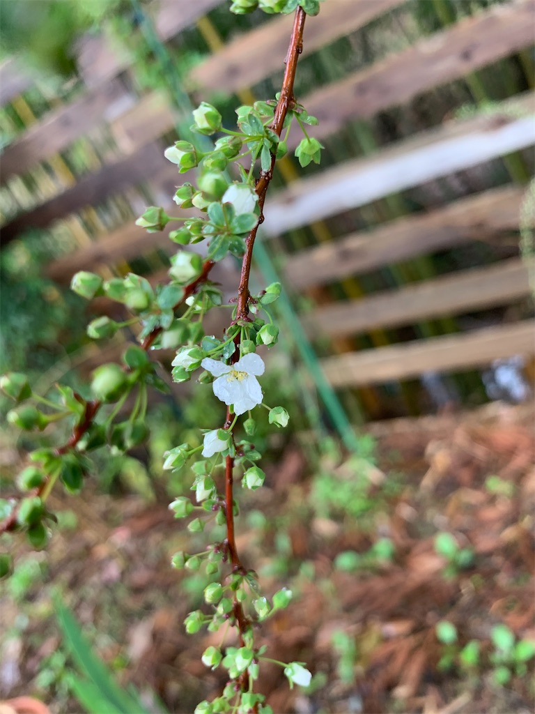 f:id:sakana78:20210323132222j:image