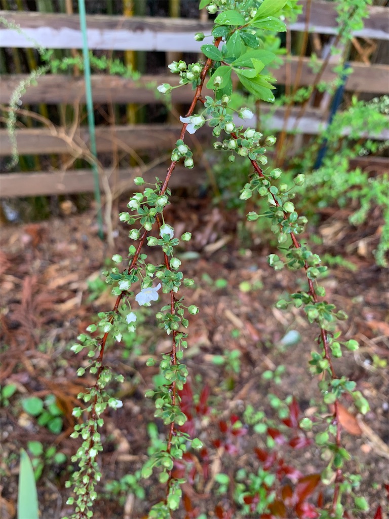 f:id:sakana78:20210323132226j:image