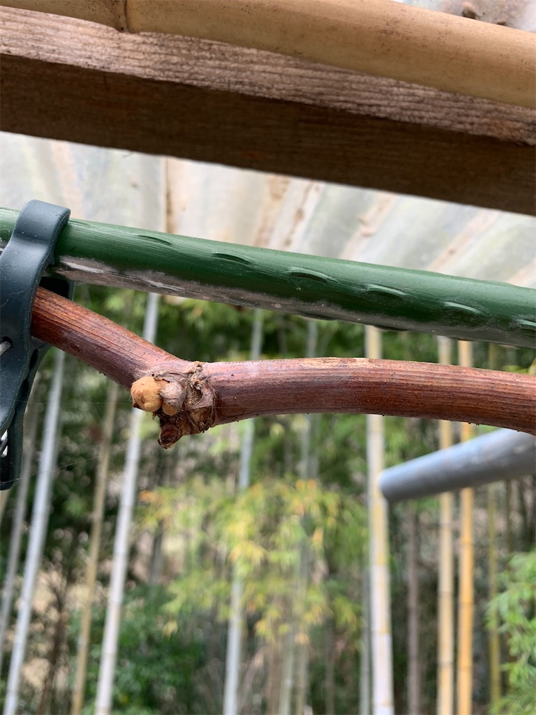 f:id:sakana78:20210403220747j:image