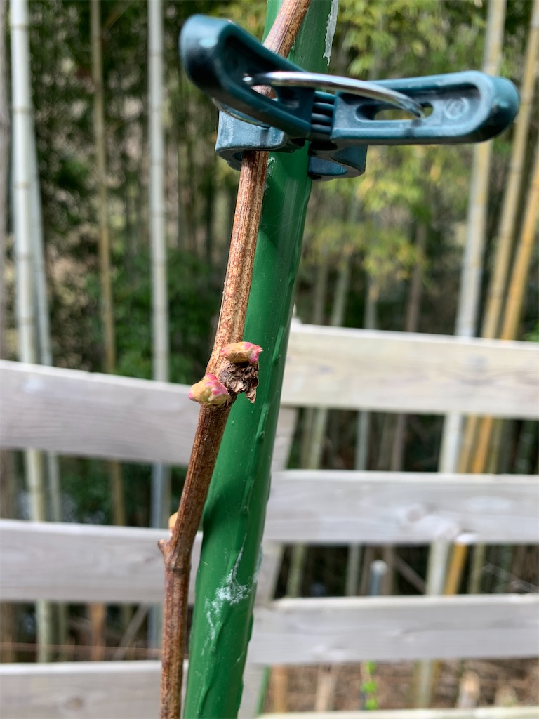 f:id:sakana78:20210403220801j:image