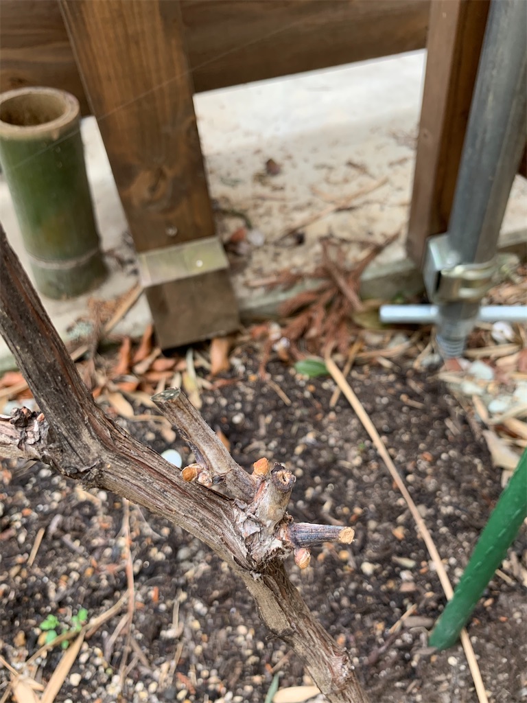 f:id:sakana78:20210403220826j:image