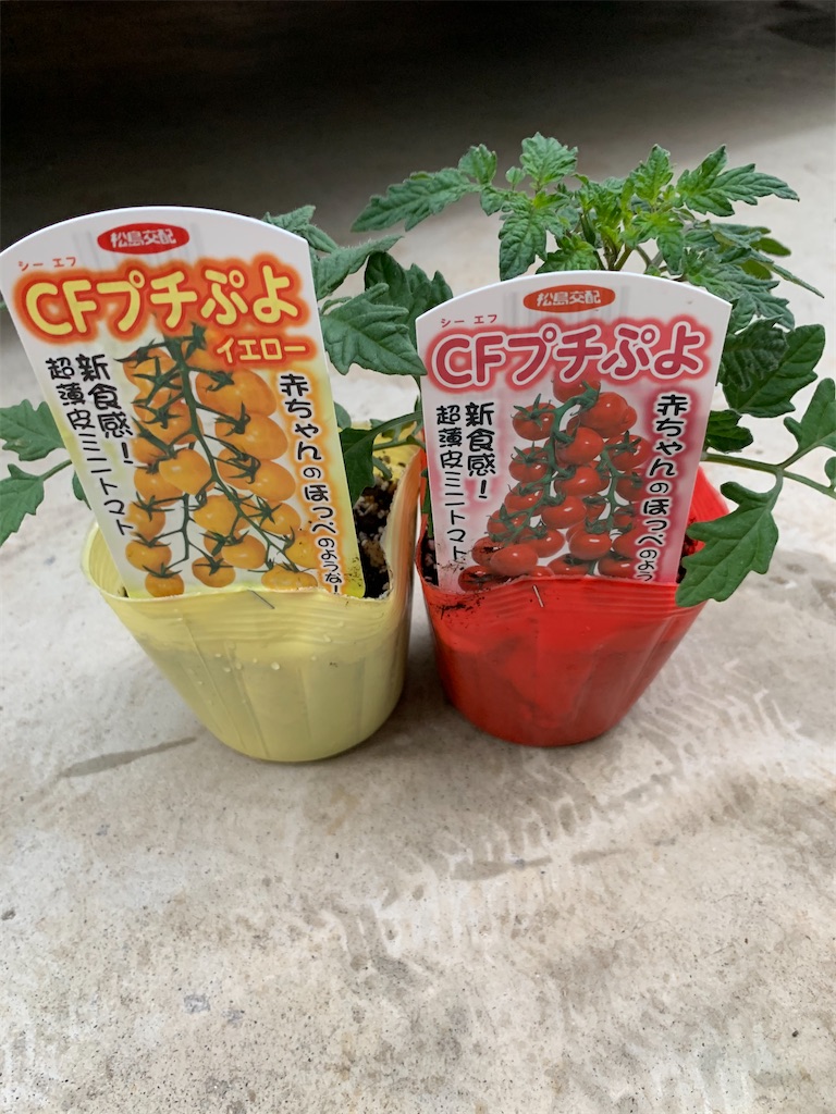 f:id:sakana78:20210404211656j:image
