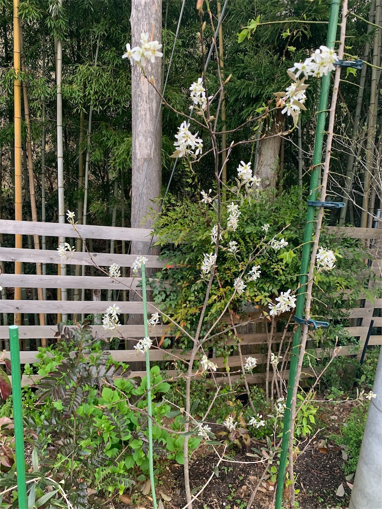 f:id:sakana78:20210407212331j:image
