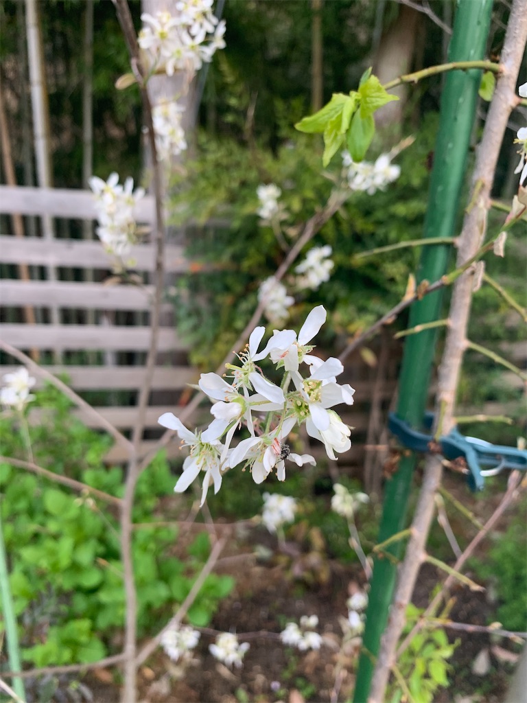 f:id:sakana78:20210407212355j:image