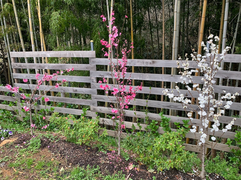 f:id:sakana78:20210408211131j:image